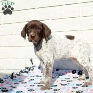 Ruby, German Shorthaired Pointer Puppy