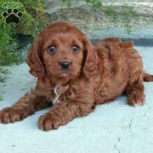 Cavapoo Puppies For Sale - Greenfield Puppies