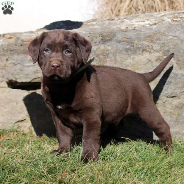 Rusty, Chocolate Labrador Retriever Puppy