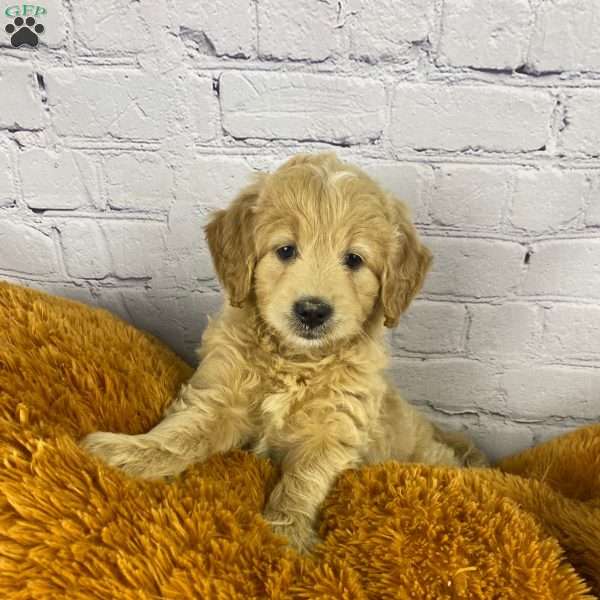 Addison, Mini Goldendoodle Puppy