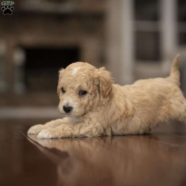 Madden, Miniature Poodle Mix Puppy