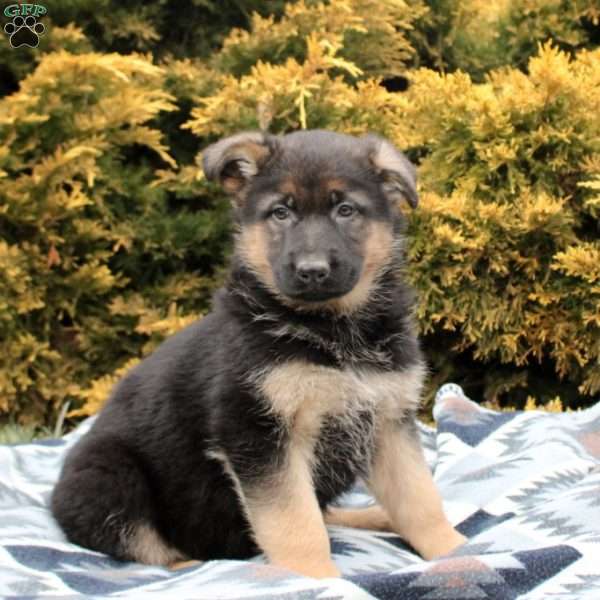 Sadie, German Shepherd Puppy