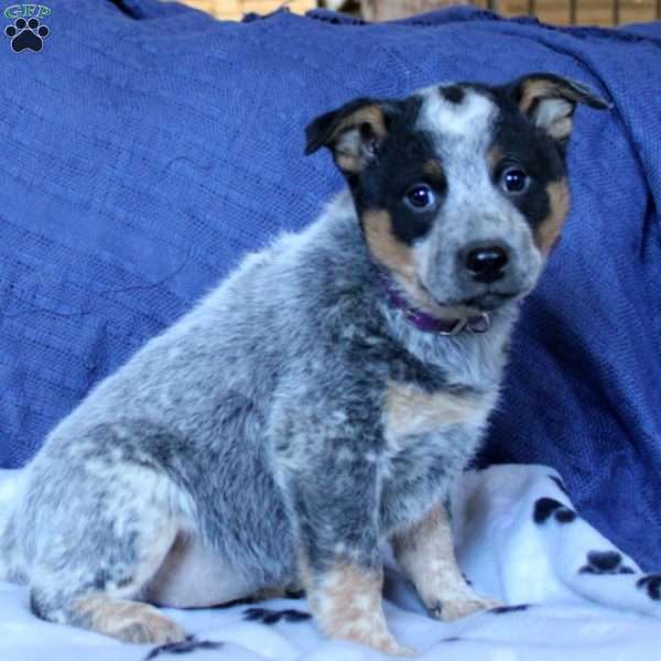 Sally, Blue Heeler – Australian Cattle Dog Puppy