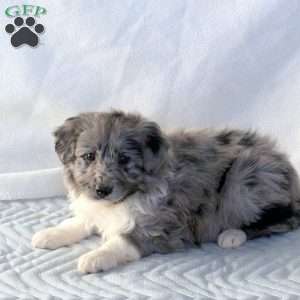 Greenfield 2024 puppies aussiedoodle