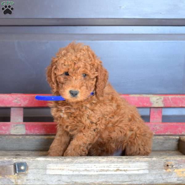 Sammy, Mini Goldendoodle Puppy