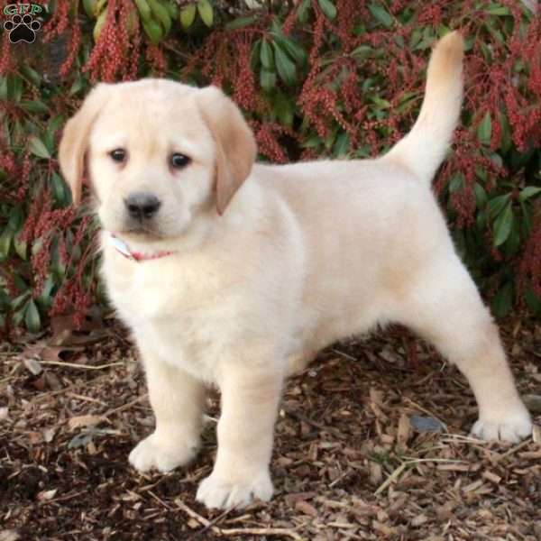 Samson, Yellow Labrador Retriever Puppy