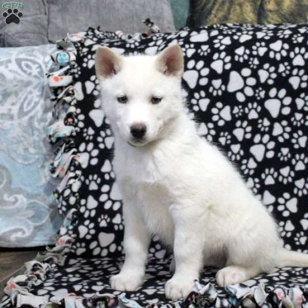 Samson, Siberian Husky Puppy
