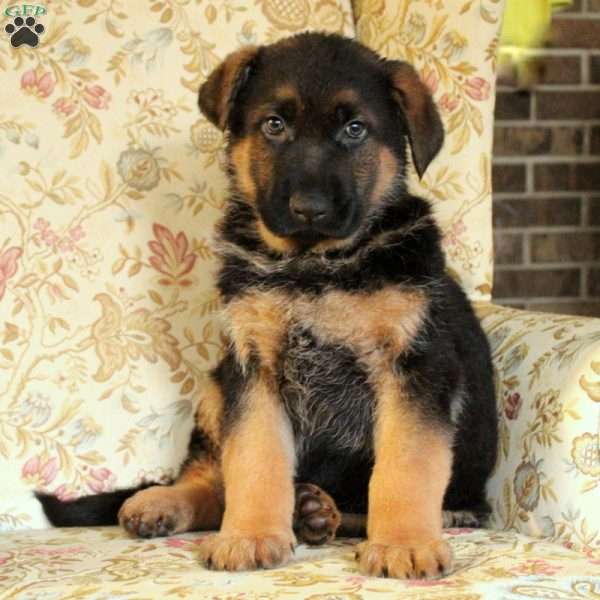 Samson, German Shepherd Puppy