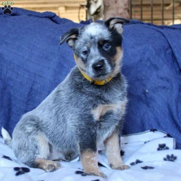 Samson, Blue Heeler – Australian Cattle Dog Puppy