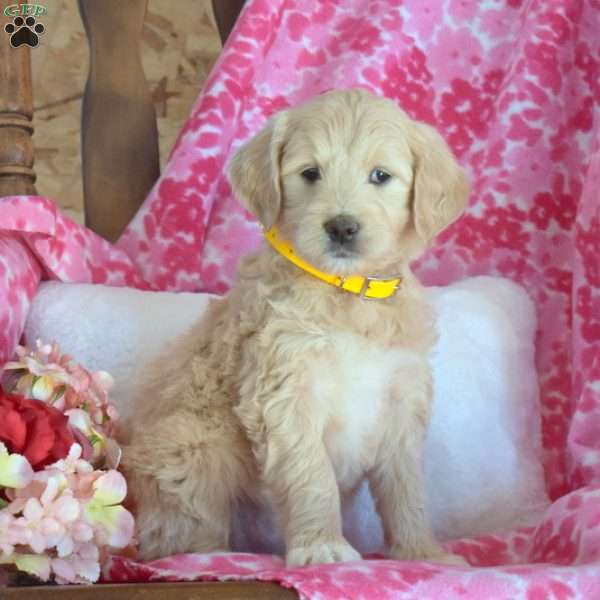 Sandra, Mini Goldendoodle Puppy