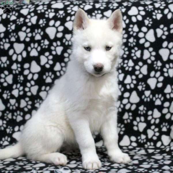 Sarah, Siberian Husky Puppy