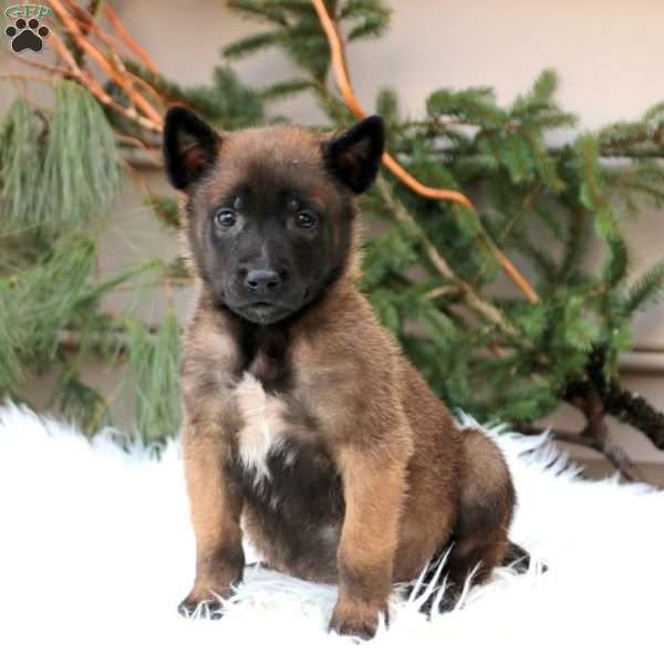 Sarge, Belgian Malinois Puppy
