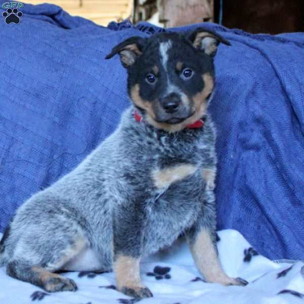 Savannah, Blue Heeler – Australian Cattle Dog Puppy