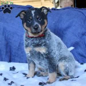 Savannah, Blue Heeler – Australian Cattle Dog Puppy