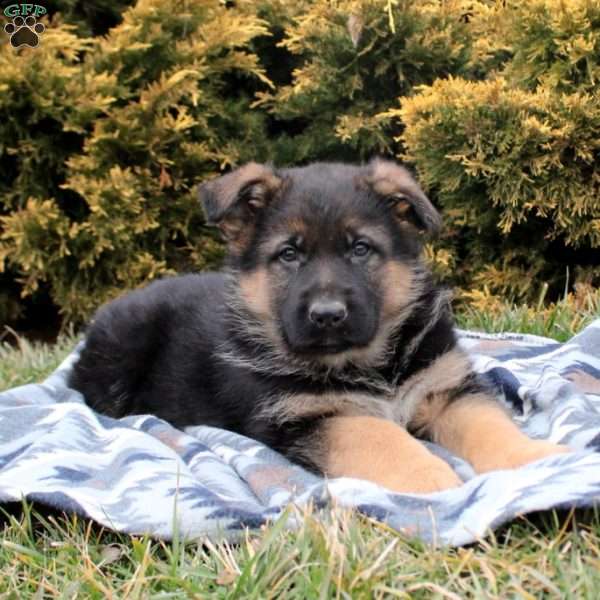 Sawyer, German Shepherd Puppy