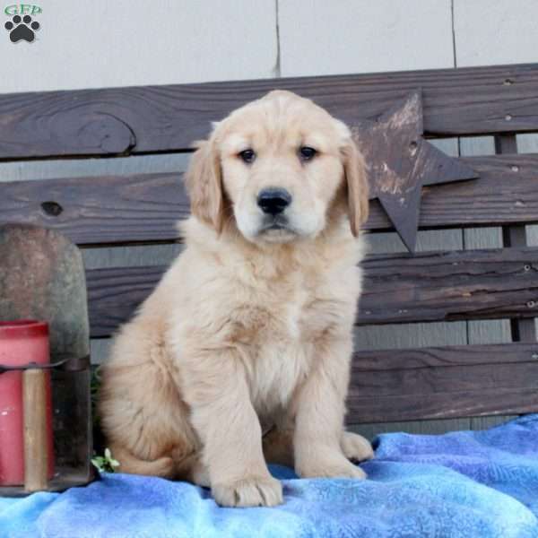 Sawyer, Golden Retriever Puppy