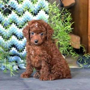 Toy poodle 2025 greenfield puppies