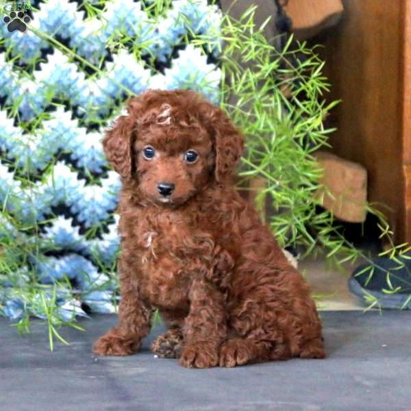 Scamper, Toy Poodle Puppy