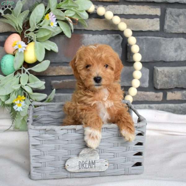 Scooter, Cavapoo Puppy
