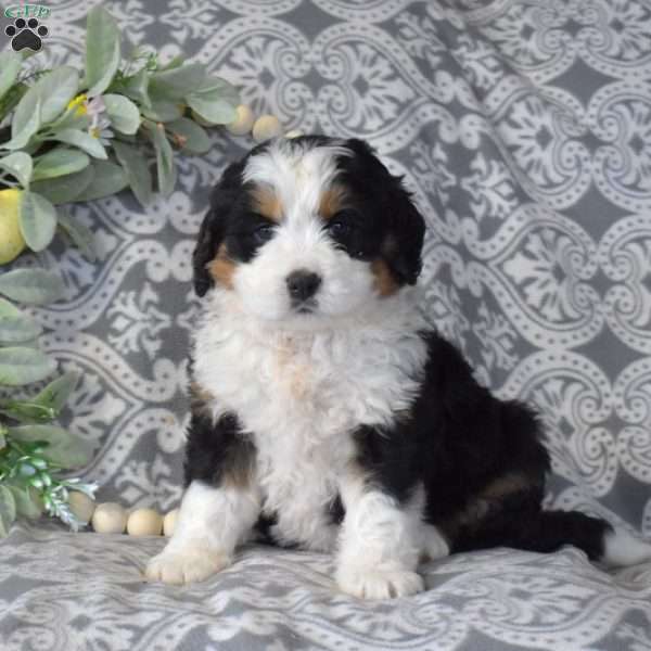 Scooter, Bernedoodle Puppy