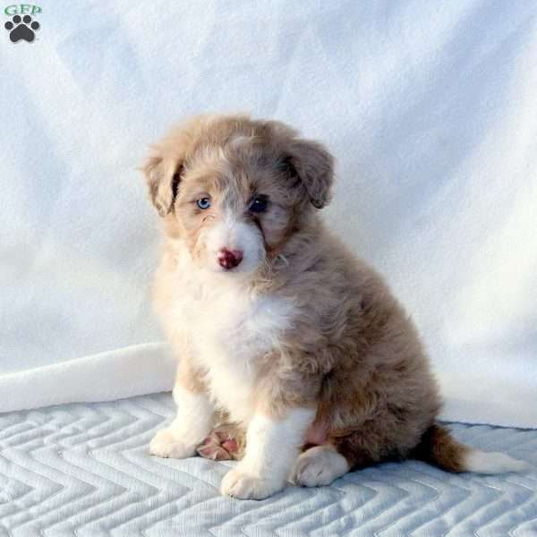 Serena, Mini Aussiedoodle Puppy