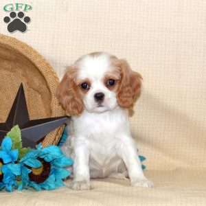 Serene, Cavalier King Charles Spaniel Puppy