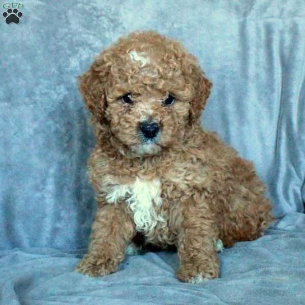 Shadow, Miniature Poodle Puppy