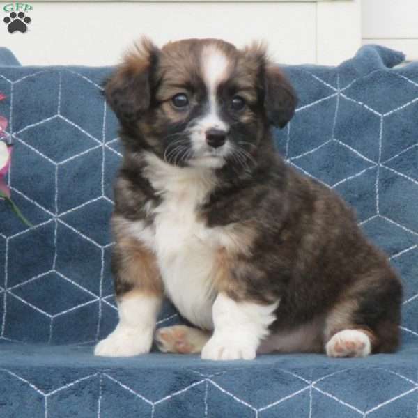 Shadow, Cavalier King Charles Mix Puppy