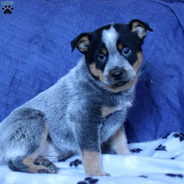 Shawn, Blue Heeler – Australian Cattle Dog Puppy