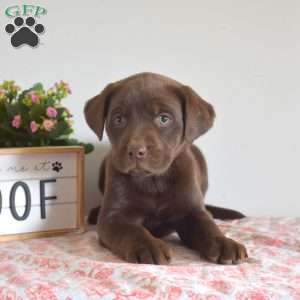 Chocolate Labrador Retriever Puppies for Sale - Greenfield Puppies