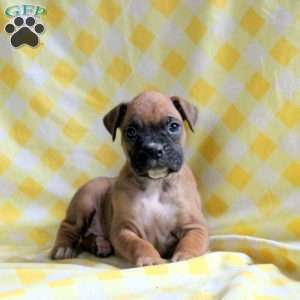 Boxer Puppies For Sale - Greenfield Puppies