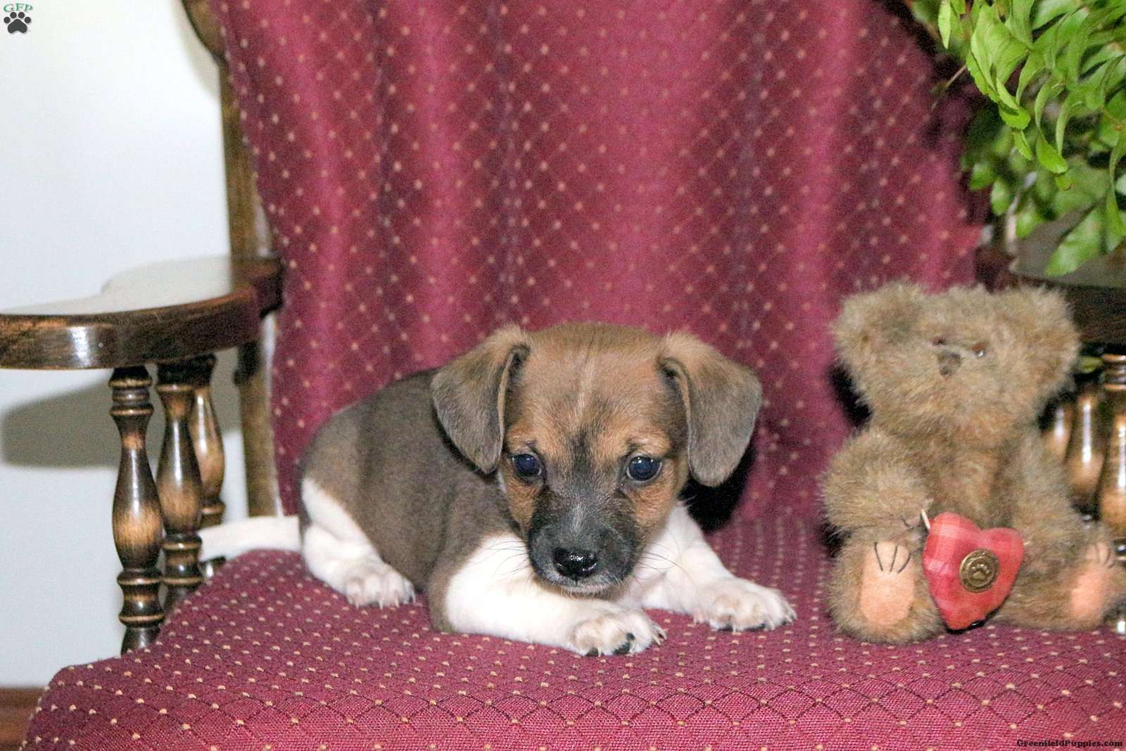 Skip - Jack-a-poo Puppy For Sale in Pennsylvania