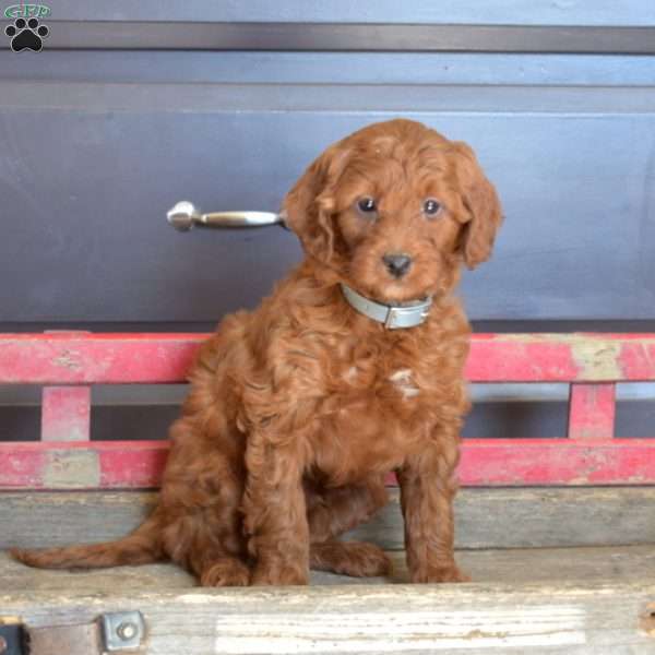Smarty, Mini Goldendoodle Puppy