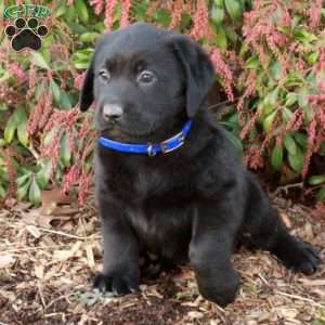 Smokey, Black Labrador Retriever Puppy
