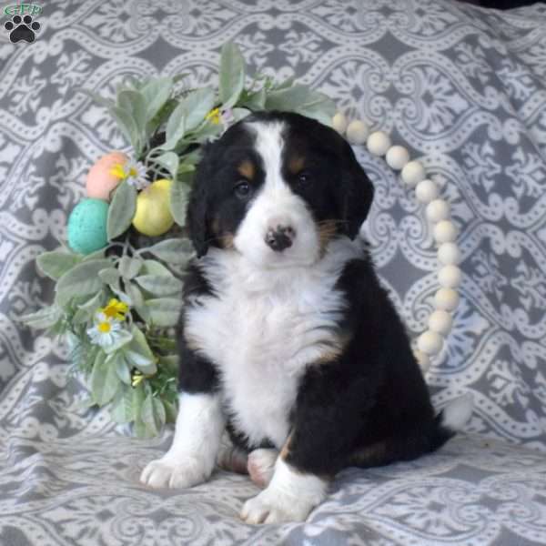 Snoopy, Bernedoodle Puppy