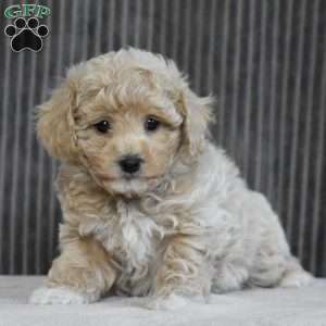 Sonny, Bich-Poo Puppy