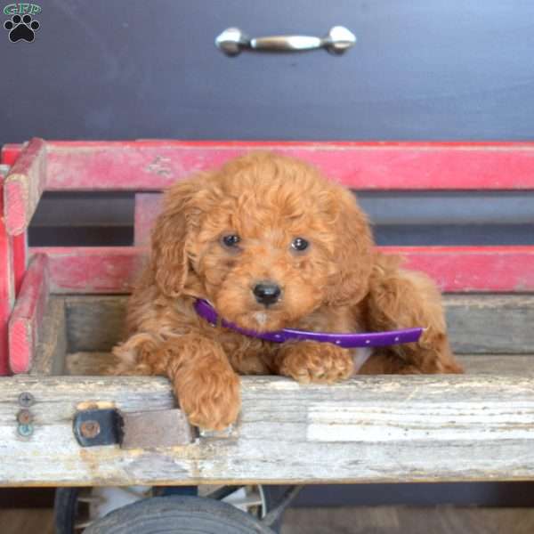 Sonny, Mini Goldendoodle Puppy