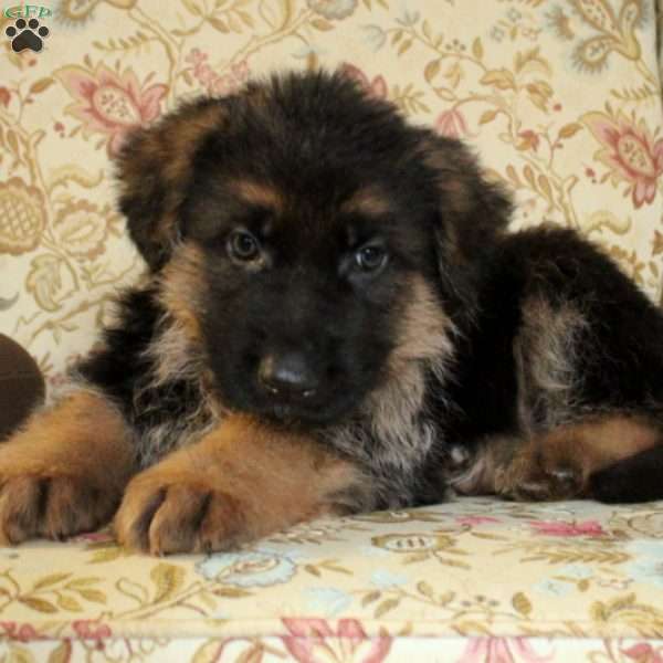 Sonny, German Shepherd Puppy
