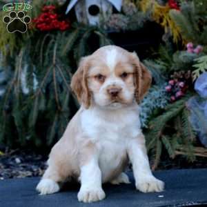 Kc registered cocker outlet spaniel puppies for sale