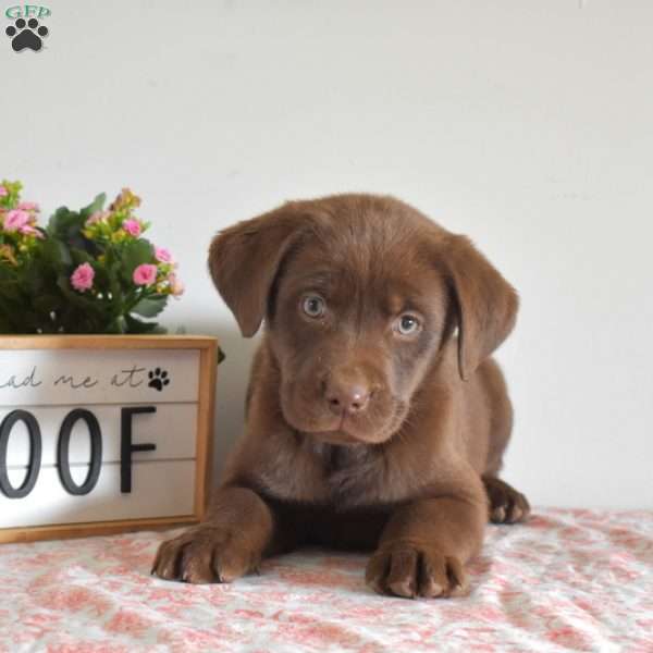 Sophia, Chocolate Labrador Retriever Puppy