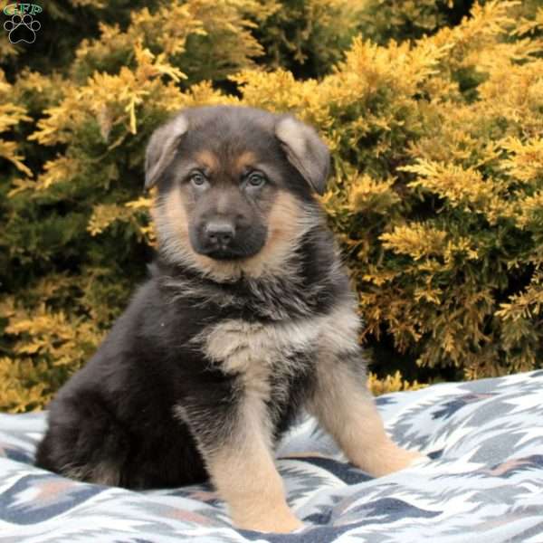 Soren, German Shepherd Puppy