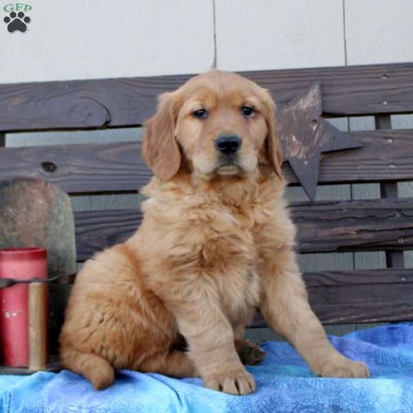 Soren, Golden Retriever Puppy