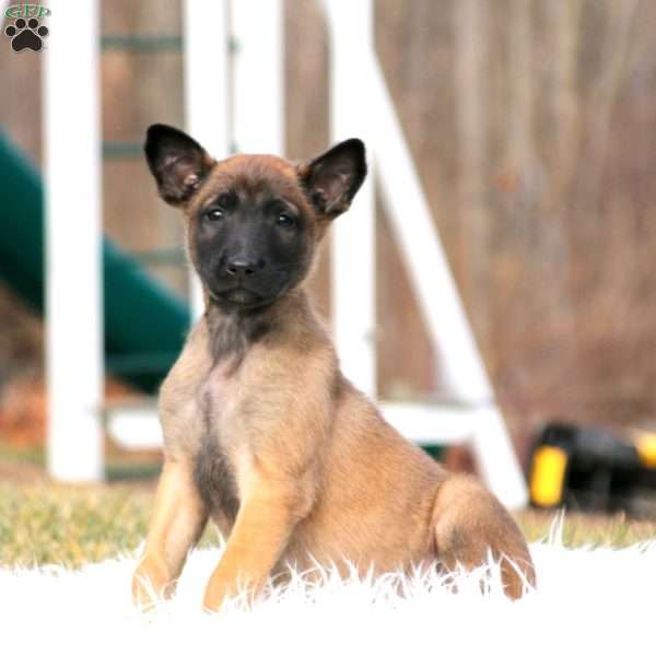 Special, Belgian Malinois Puppy