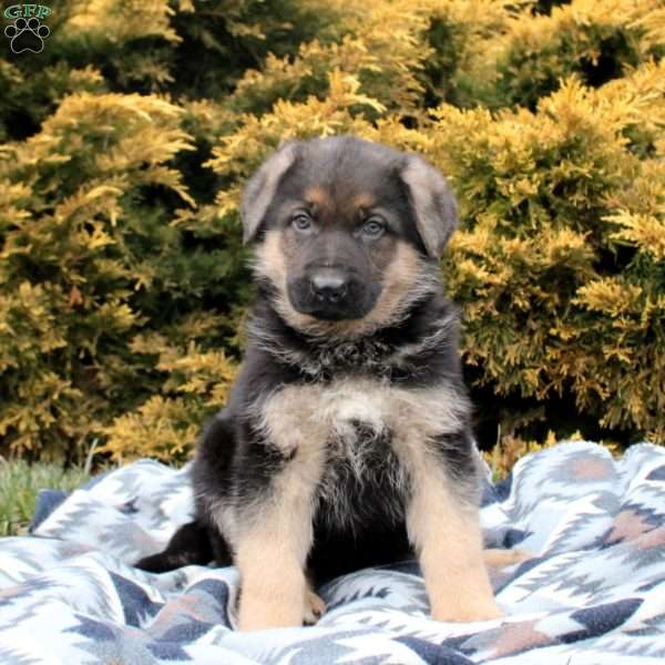 Spencer, German Shepherd Puppy