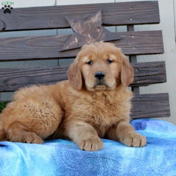 Spencer, Golden Retriever Puppy