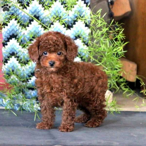 Spiffy, Toy Poodle Puppy
