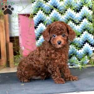 Spiffy, Toy Poodle Puppy