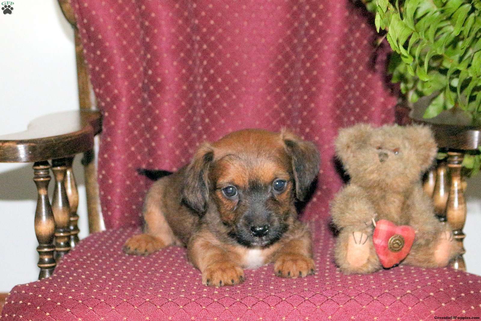 Sport - Jack-a-poo Puppy For Sale in Pennsylvania