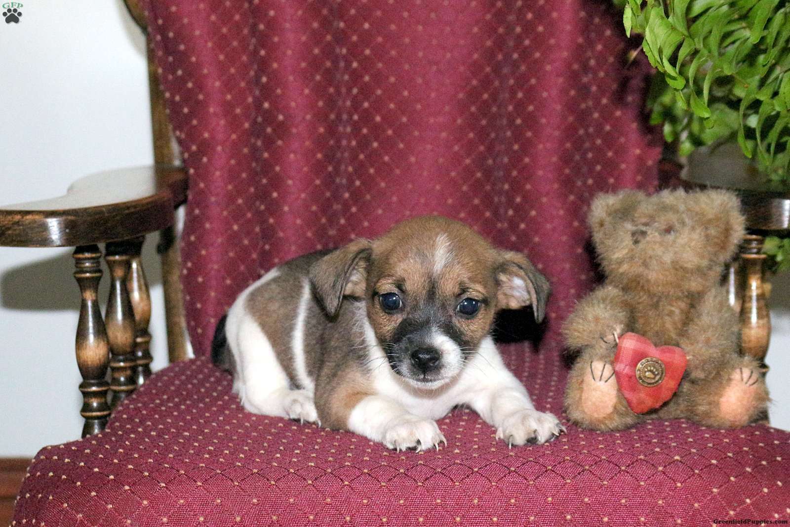 Spring - Jack-a-poo Puppy For Sale in Pennsylvania