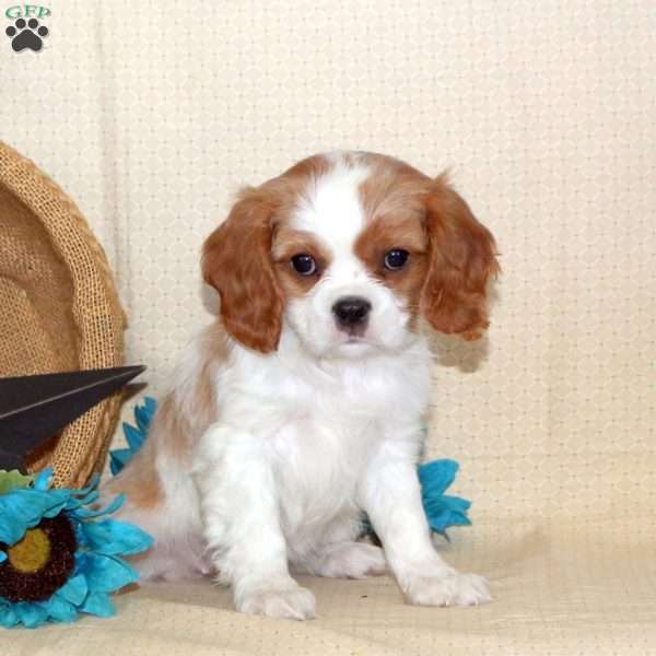 Sprinkle, Cavalier King Charles Spaniel Puppy